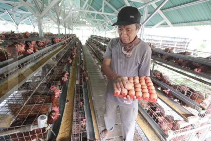 Harga telur ayam di Blitar melebihi acuan pemerintah, bagaimana hari ini?