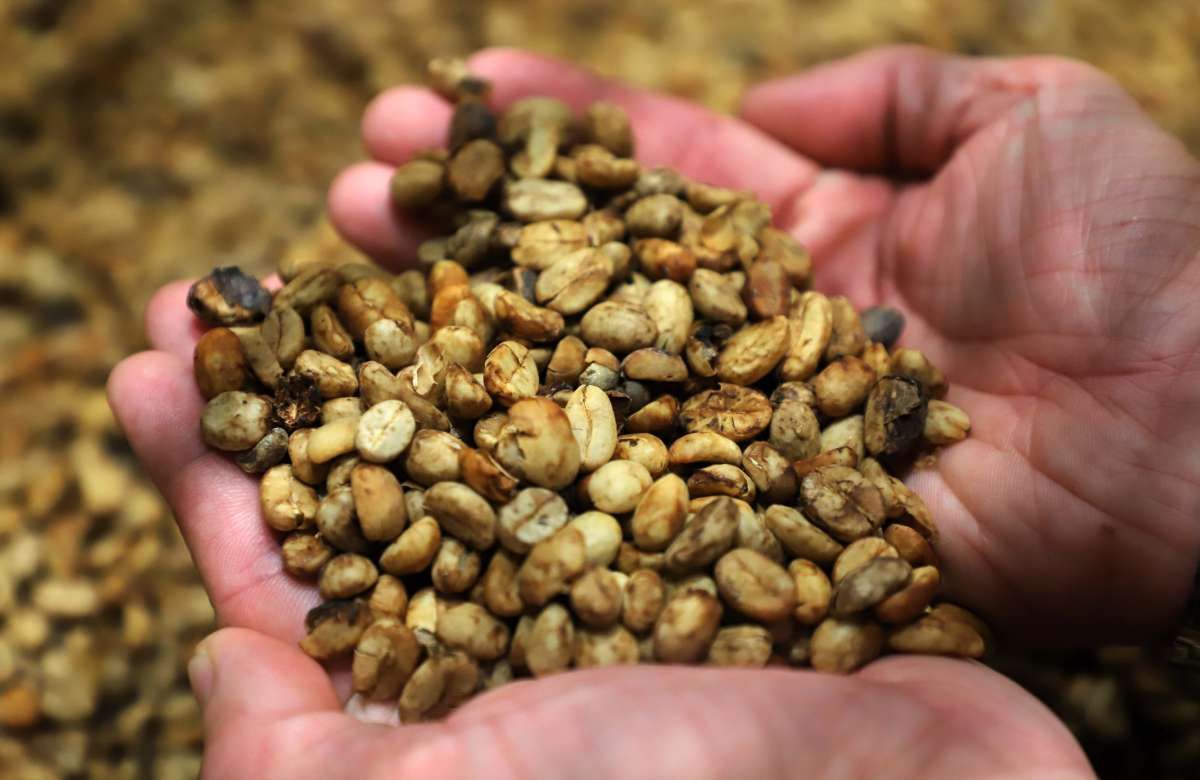 Tren Konsumsi Kopi tak Diimbangi Produksi, Indonesia Berisiko Jadi Net Importer