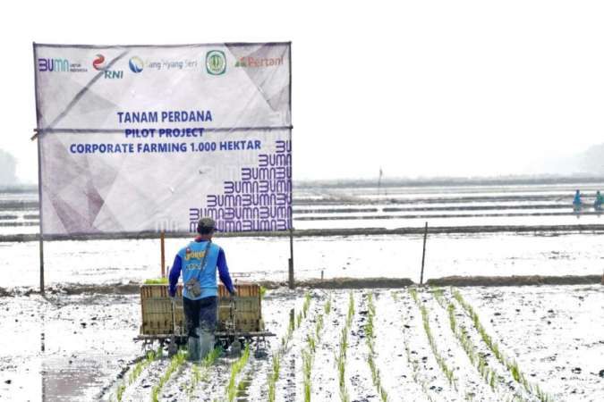 Klaster Pangan BUMN bersinergi meningkatkan produktivitas pertanian nasional
