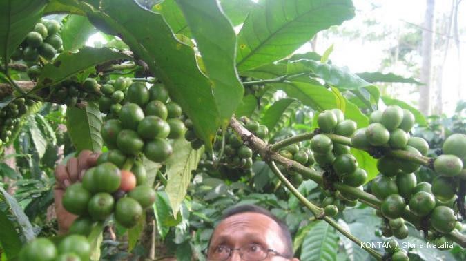Produksi seret, Indokom kekurangan pasokan kopi