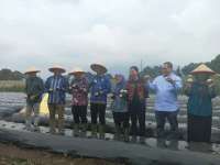 Gandeng Petani, PepsiCo Mulai Program Pengembangan Pertanian Kentang Industri