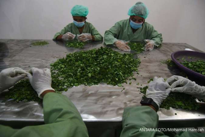 Wow! Inilah Sederet Manfaat Daun Kelor untuk Kesehatan Tubuh