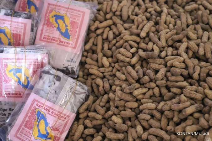 Di tangan pemilah, kualitas kacang rondam khas Samosir terus terjaga