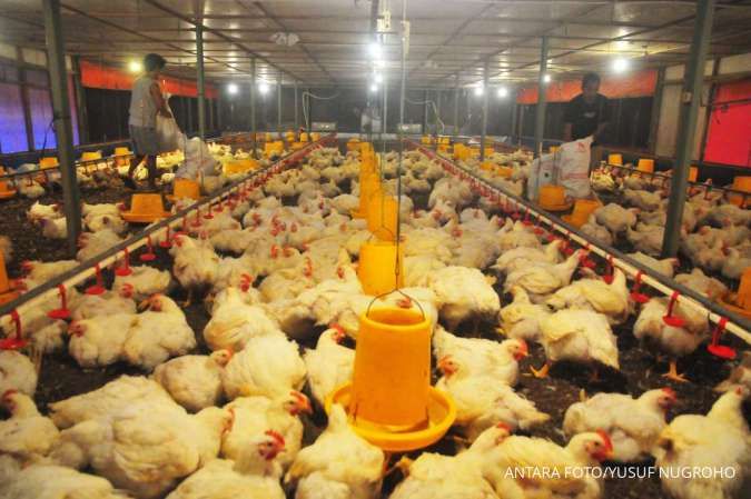 Resmi, Harga Ayam Hidup Ditingkat Perternak Ditetapkan Rp 18.000 per Kg