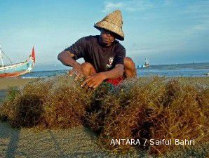 Panen muda, kualitas rumput laut Indonesia tak seragam