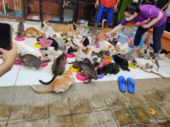 Animo Memelihara Semakin Meningkat, Kucing yang ke Shelter Juga Makin Banyak