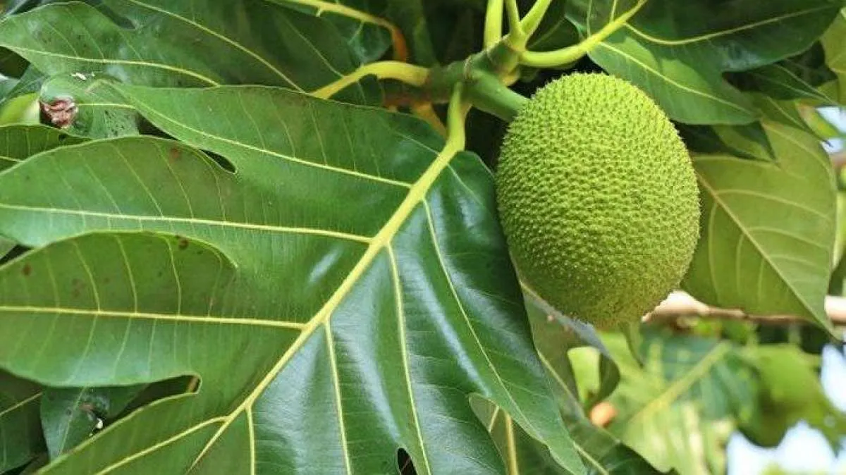 Cara Mudah Konsumsi Daun Sukun, Bisa Bikin Asam Urat dan Kolesterol Langsung Rontok