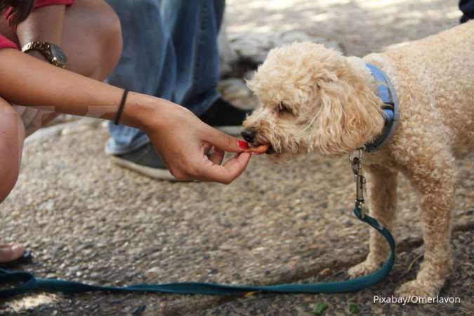 Peringatan! Makan Cokelat Dapat Tingkatkan Denyut Jantung Anjing Peliharaan