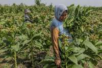 Gappri Sorot Regulasi Tentang Pengamanan Zat Adiktif, Berpotensi Hambat IHT 