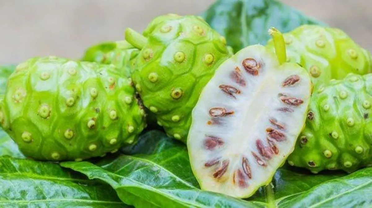 Menurunkan Tekanan Darah tinggi Hingga Kolesterol, Ini Manfaat Mengkudu 