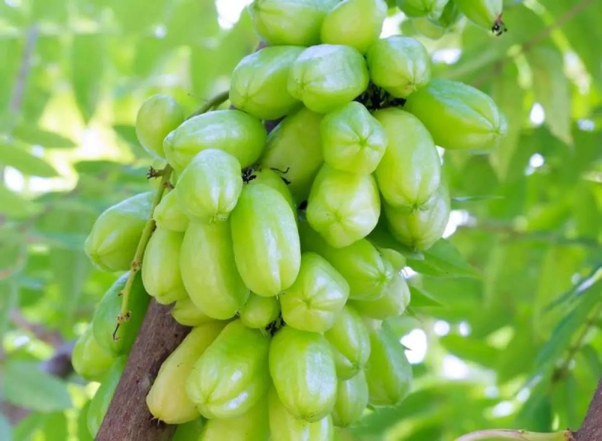 Buah-Buahan Ini untuk Menurunkan Kolesterol dan Darah tinggi 