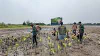 PGN Group Tanam Lebih dari 269.000 Mangrove, Perkuat Ketahanan Pesisir Utara Jawa