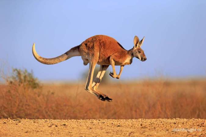 Inflasi, Jumlah Keluarga Kekurangan Pangan di Australia Meningkat