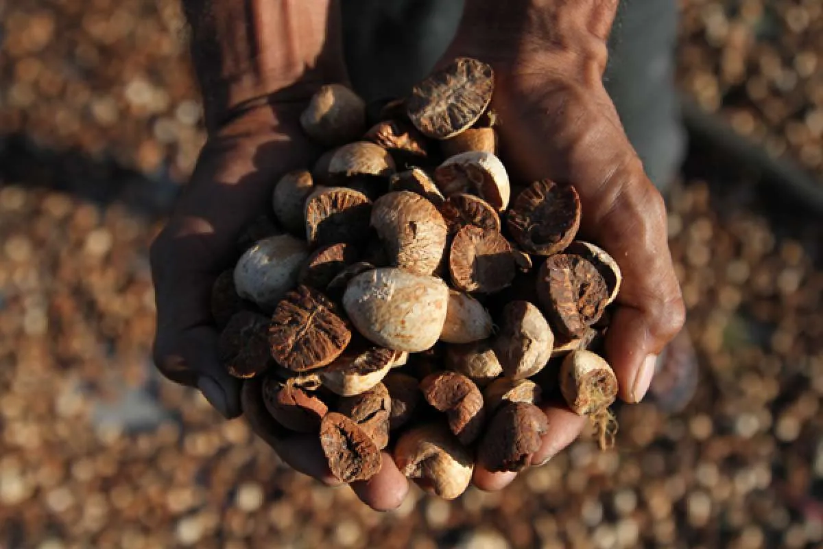 Menarik! Kenali 9 Manfaat Buah Pinang Untuk Kesehatan