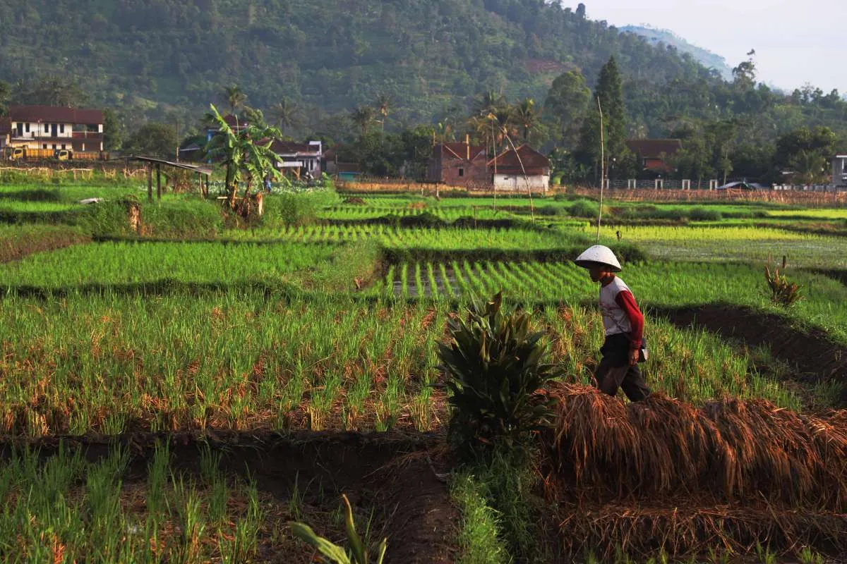 Marak Informasi Palsu Soal Petani Milenial & Brigade Pangan, Kementan Peringatkan Ini