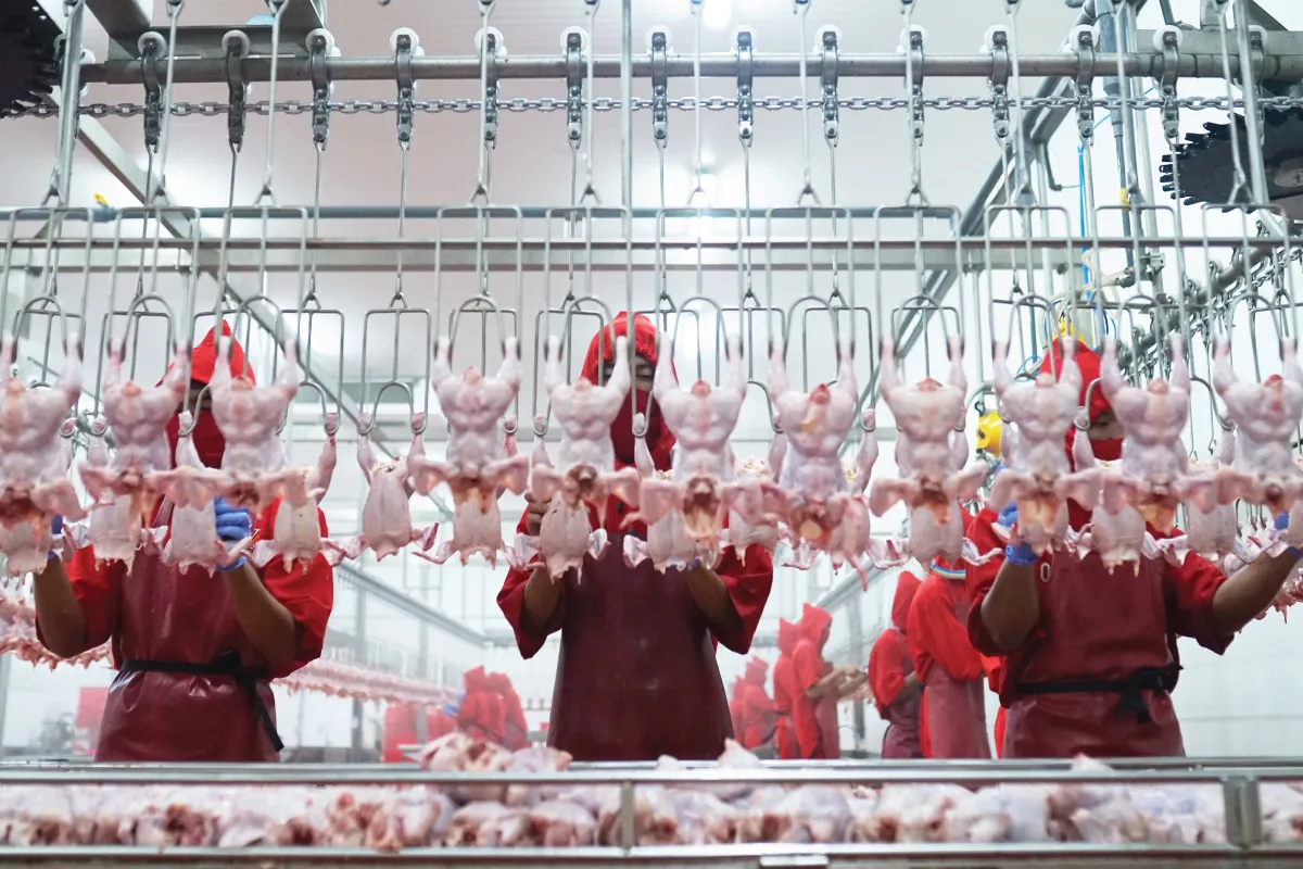 Terus Menguat, Saham Widodo Makmur Perkasa (WMPP) Berpeluang Rebound