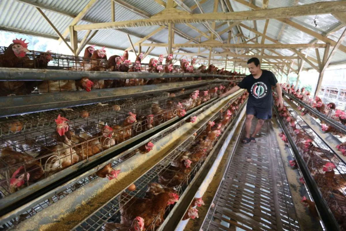 DPR: Karut Marut Industri Perunggasan Karena Pemerintah Tak Punya Data Akurat