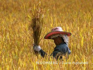 Produksi beras Thailand anjlok 7%