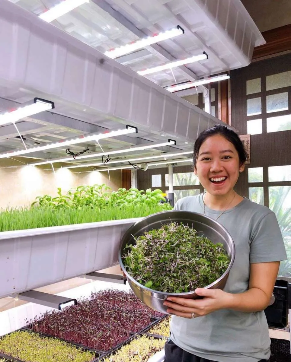 Yuk Bertani Sayuran Microgreen, Begini Caranya
