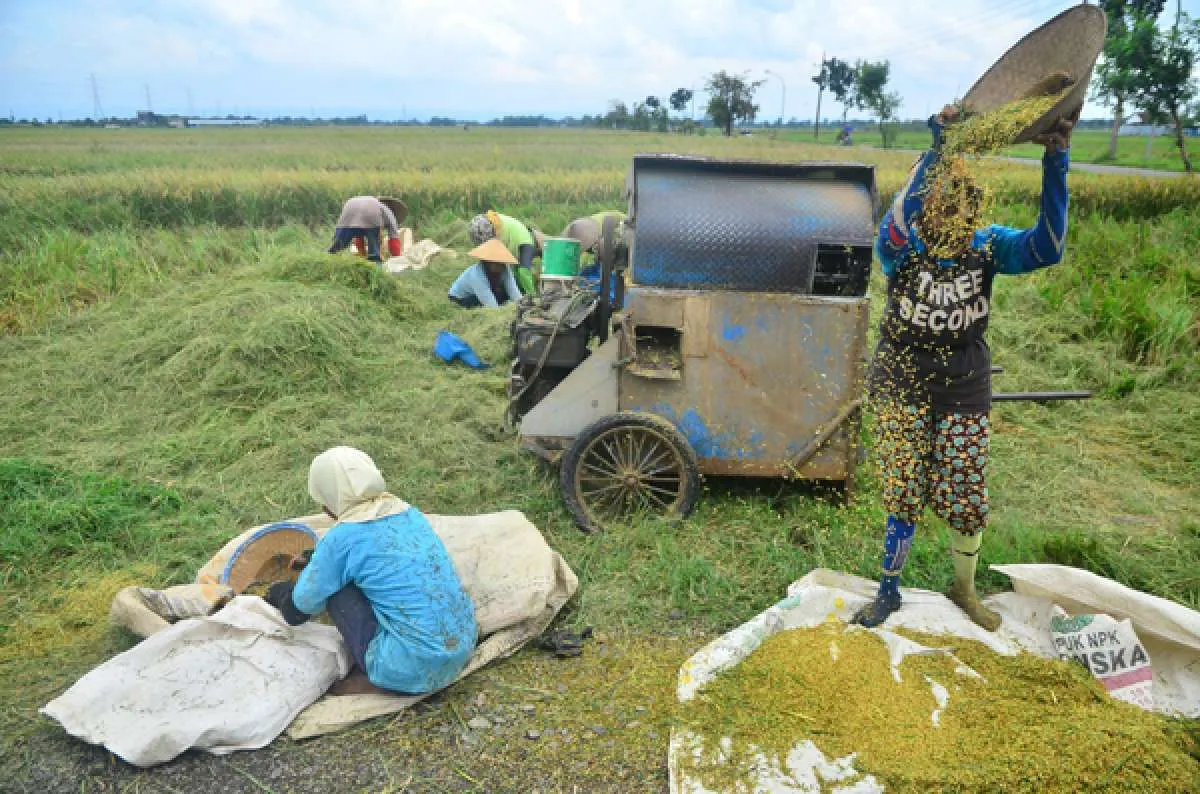 Komisi IV DPR menolak rencana impor beras 1 juta ton