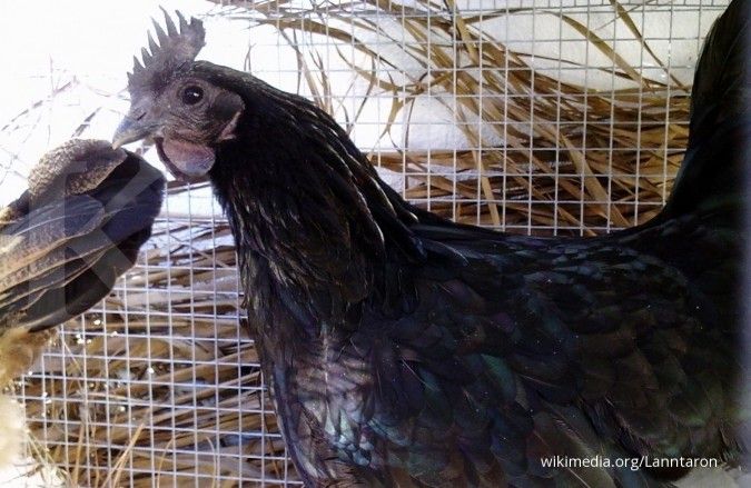 Punya harga selangit, ayam Cemani jadi buruan (1)