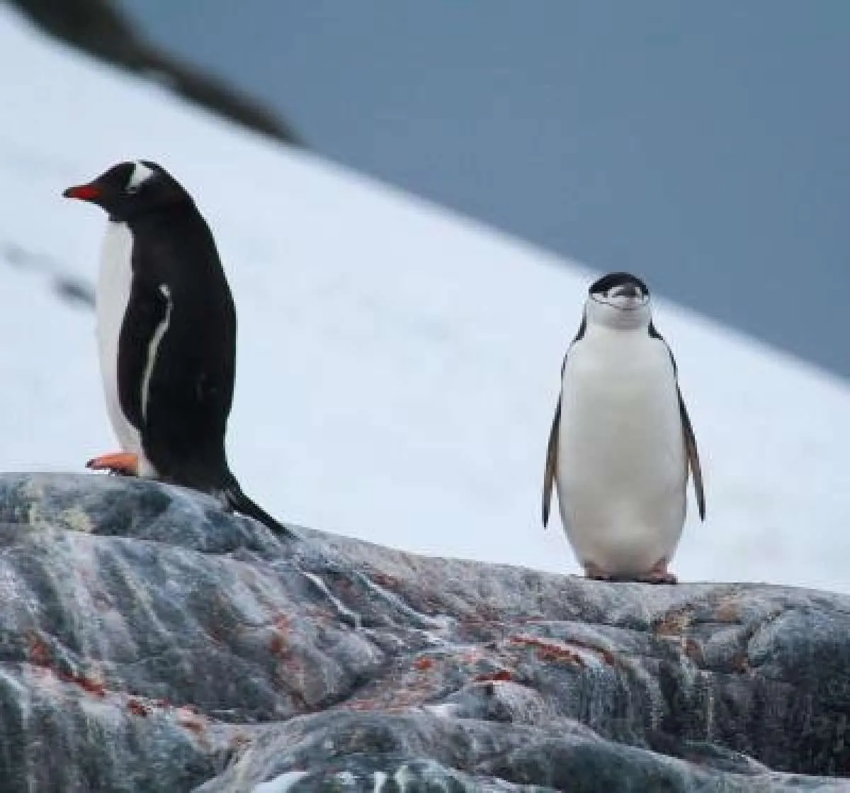 Populasi penguin di Antartika terus menurun, ini penyebabnya