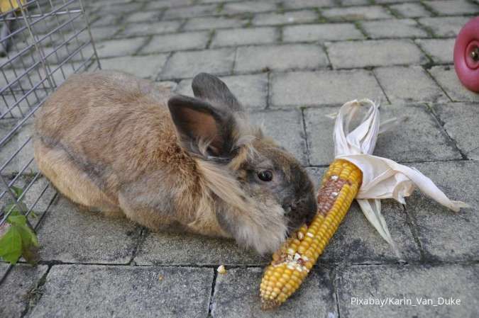 Ini risiko yang mungkin timbul jika kelinci makan jagung