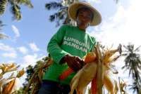 Musim Hujan Maju, Petani Jagung Berharap Subsidi Benih Sesuai Kebutuhan Lahan