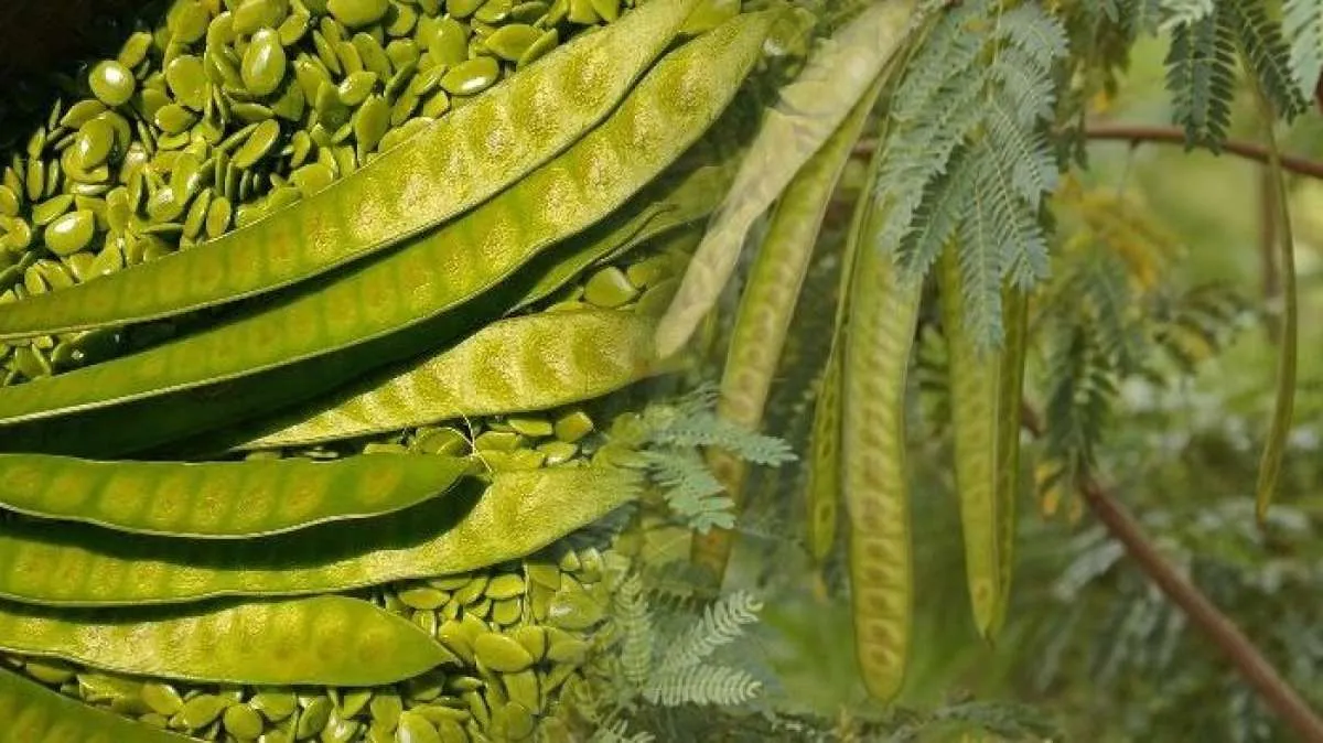 Mengobati Bengkak, Ini Manfaat Lamtoro untuk Kesehatan