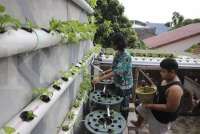 10 Tips Menjual Tanaman Hidroponik ke Restoran, Cek Ulasan Lengkapnya di Sini!