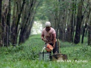 Pasokan seret, harga karet masih akan melambung