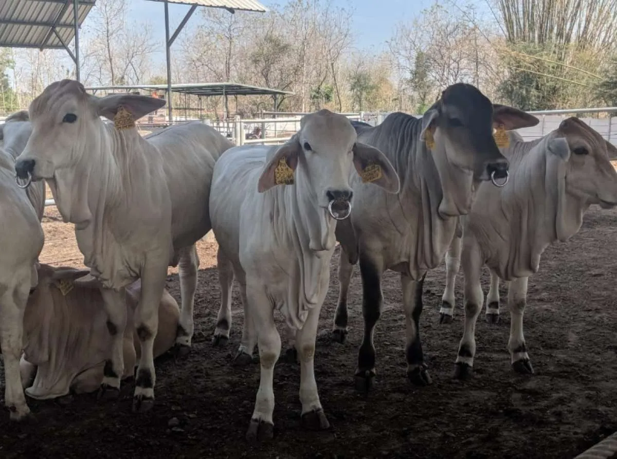 Kementan Sebut Perusahaan Brasil Akan Pasok 100.000 Sapi ke Indonesia