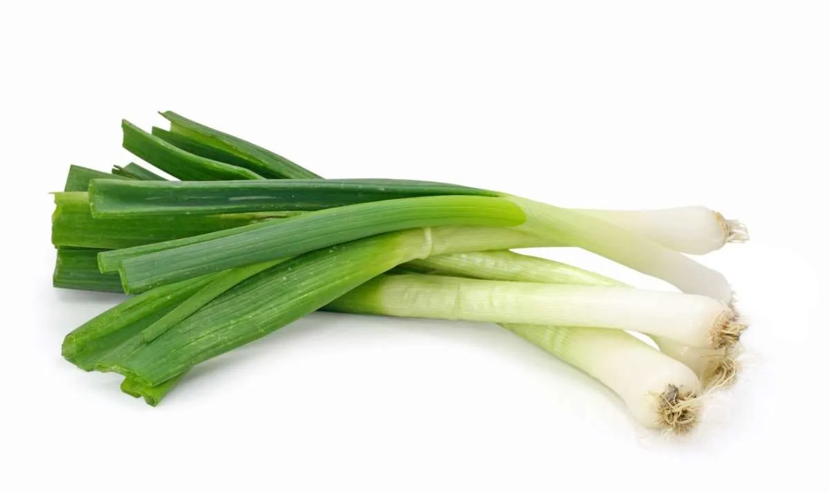 Begini cara mudah menanam daun bawang di rumah 
