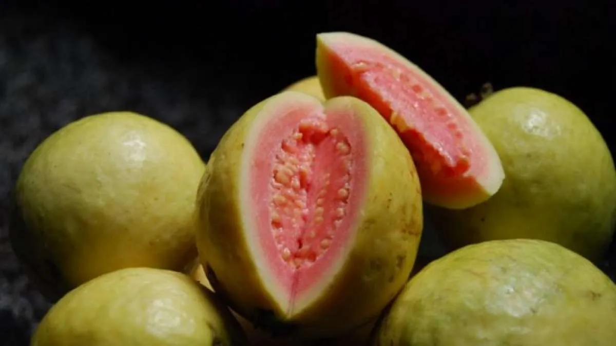 Makan Jambu Biji Bisa Menyebabkan Usus Buntu? 