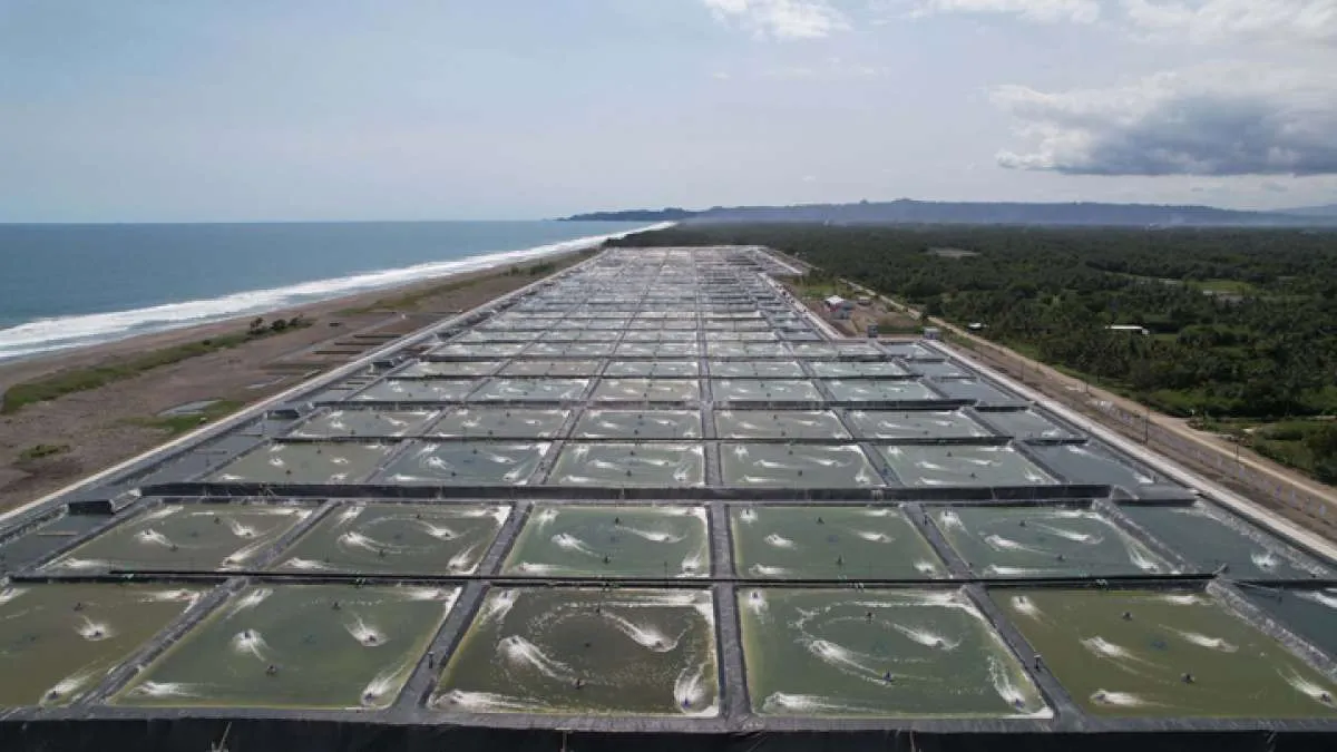 Diterpa Tarif Impor AS, Petambak Udang Bidik Pasar China