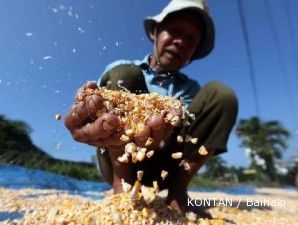 Korea Selatan tertarik kembangkan jagung dan kedelai