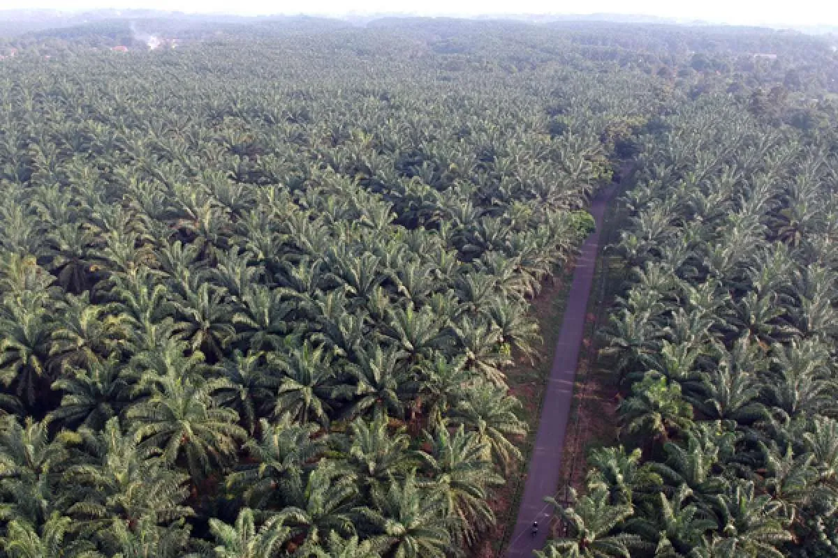 Kelapa Sawit Tidak Dapat Alokasi Pupuk Subsidi, Ini Kata Apkasindo