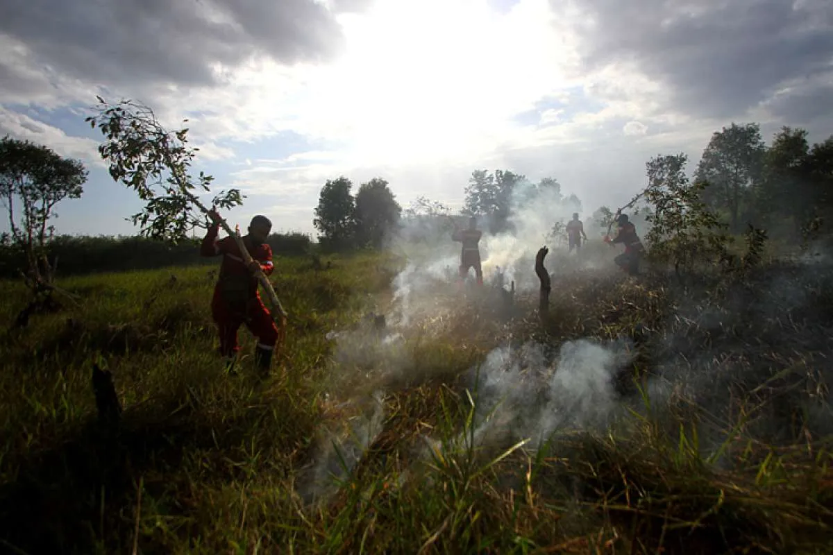 Pakai data lama terkait kebakaran hutan, LSM lingkungan bisa dipidana