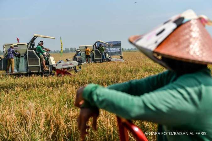 Hasil Panen Padi di Lahan Kampung Inovasi IPB Capai 9,7 Ton Per Hektare