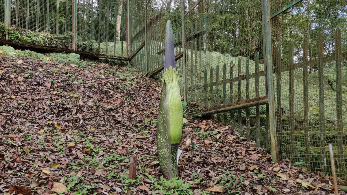 Menakjubkan! Bunga Bangkai Mekar di Cianjur, Pas HUT Kebun Raya Cibodas Ke-171