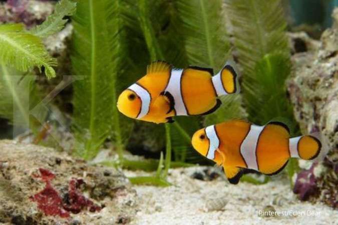 Ini Dia 7 Ikan Hias yang Warna Sisiknya Anti Mainstream