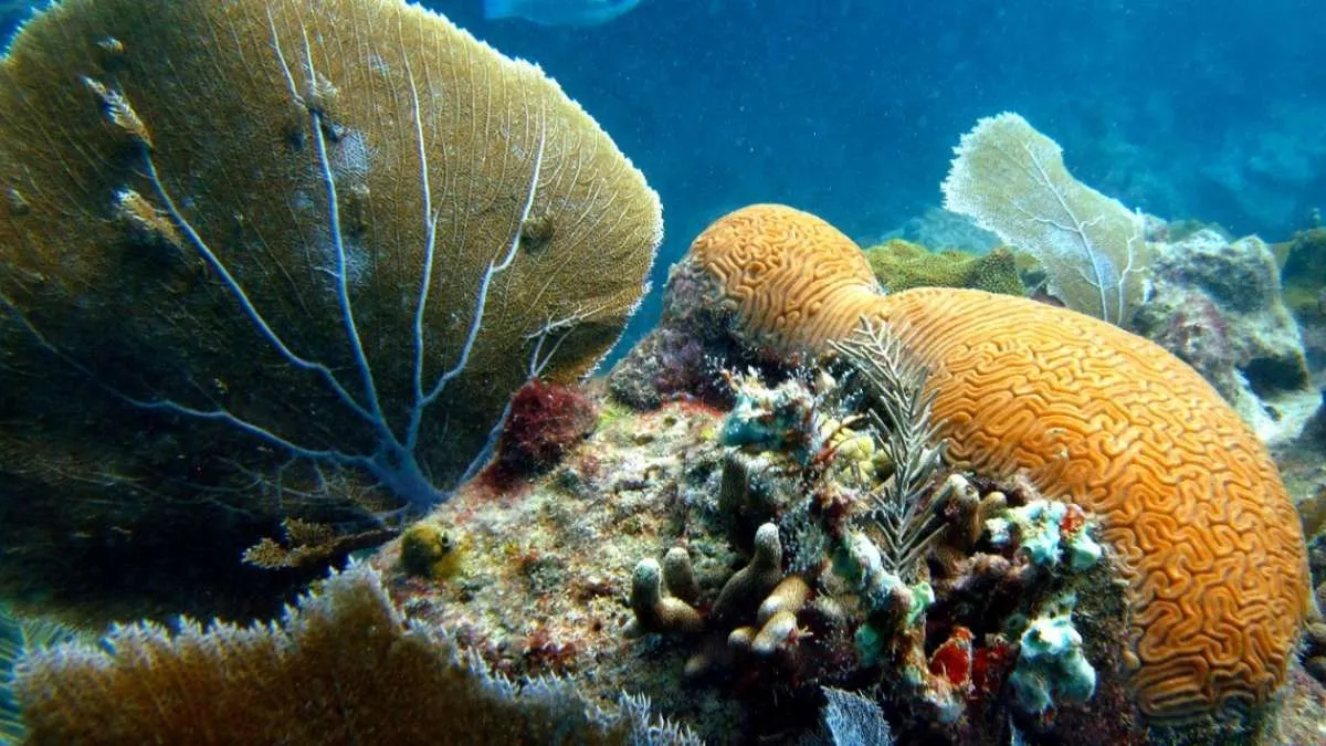 Warna-warni sea fans laut terancam logam perairan yang kian pekat