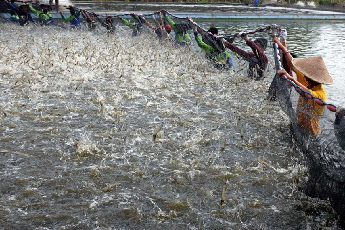 Investasi Budidaya Udang & Pengolahan Ikan Diibuka