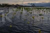 KLHK Berkomitmen Dorong Langkah Tekan Emisi