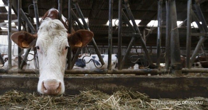 Skema impor sapi indukan kemitraan belum jalan