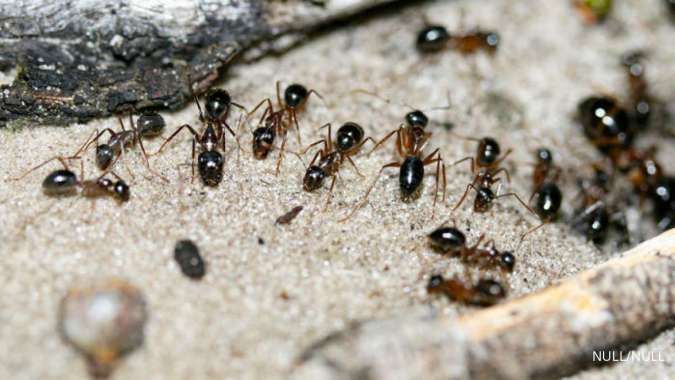 6 Cara mengusir semut ini mudah untuk Anda coba, lo