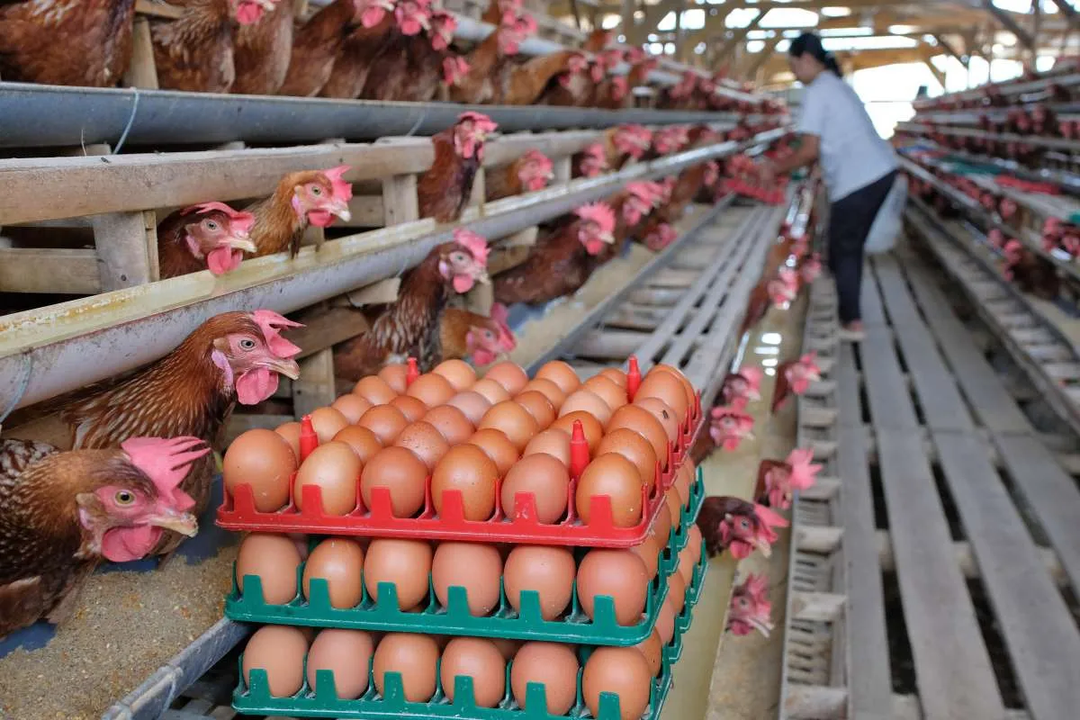 Ayam Tidak Bertelur? Ini 6 Penyebab yang Perlu Diketahui Peternak