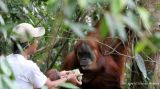 Deadly Indonesia Floods Wiped Out at Least 7% of Rare Orangutan Population