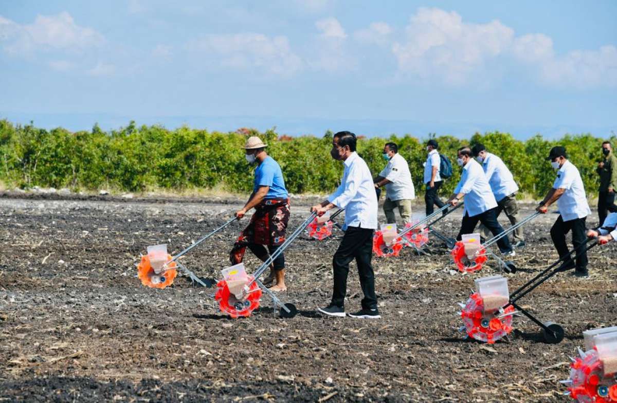 Kurangi Gandum, Proyek Sorgum di 269.00 Ha Digelar