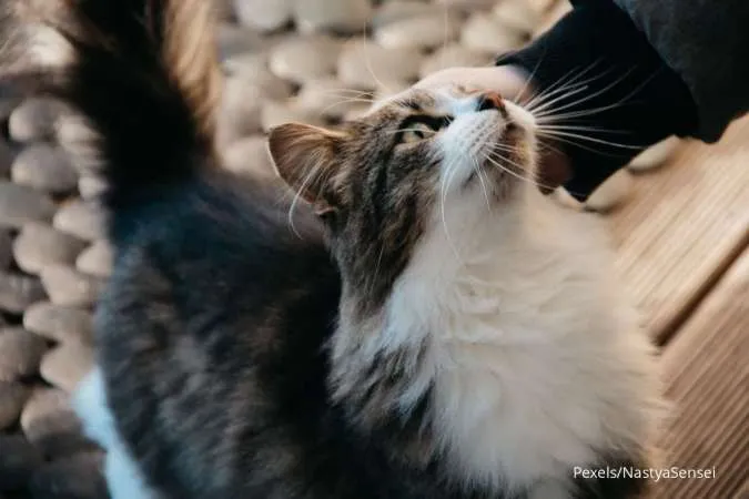 6 Cara Menunjukkan Rasa Sayang ke Kucing Peliharaan